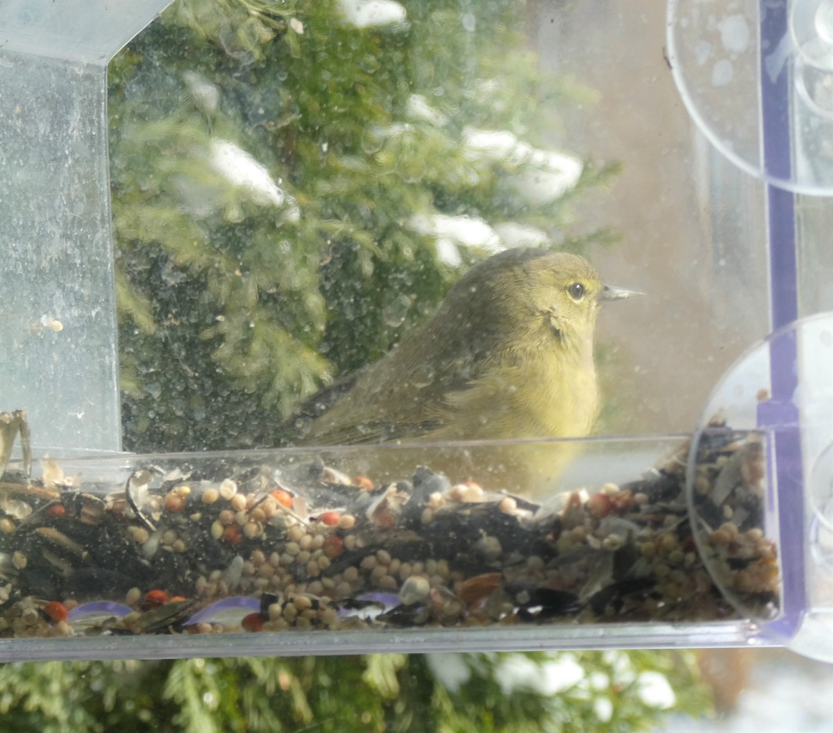 Orange-crowned Warbler - David Pritchard