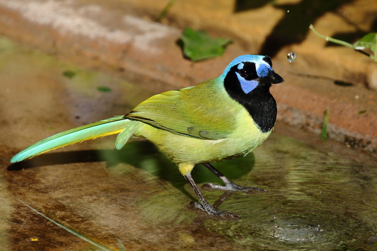 sojka zelenavá - ML519146071