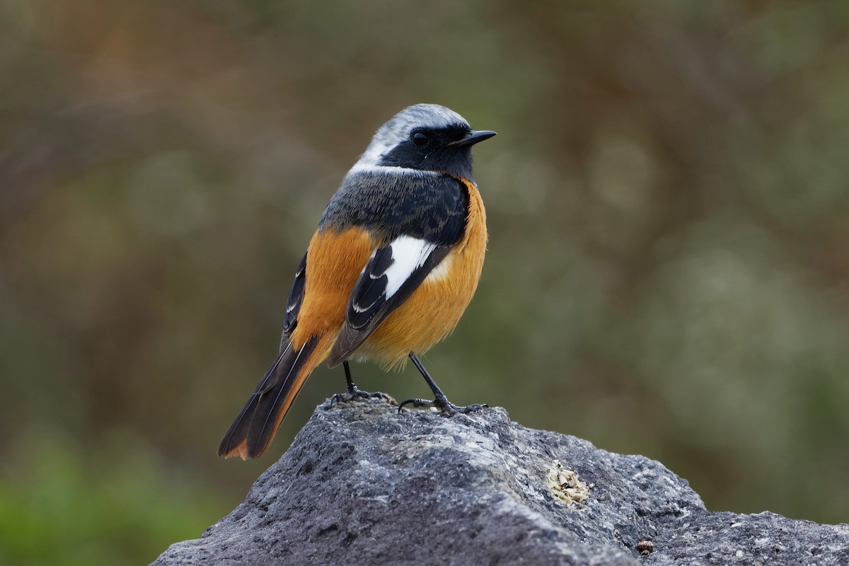 חכלילית סיבירית - ML519146131