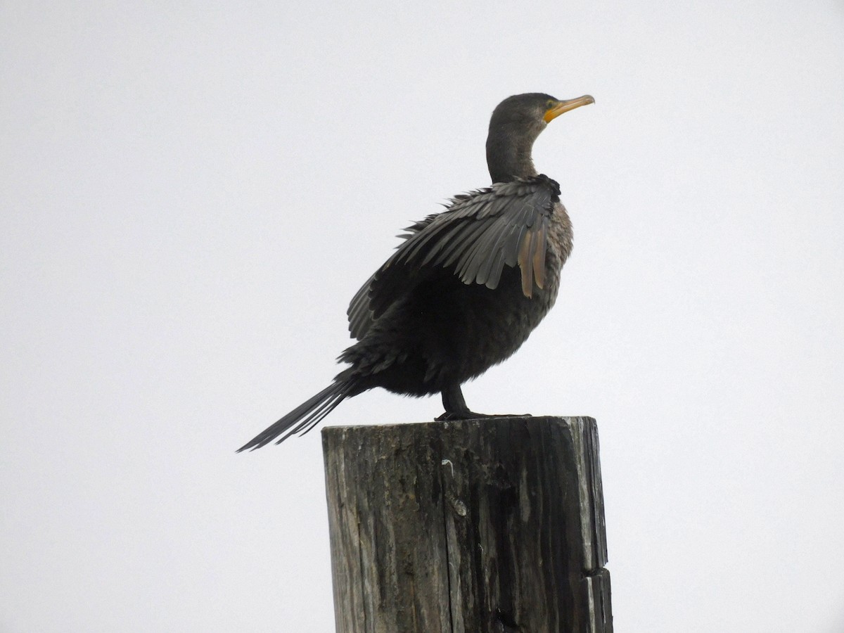 Cormoran à aigrettes - ML519146181