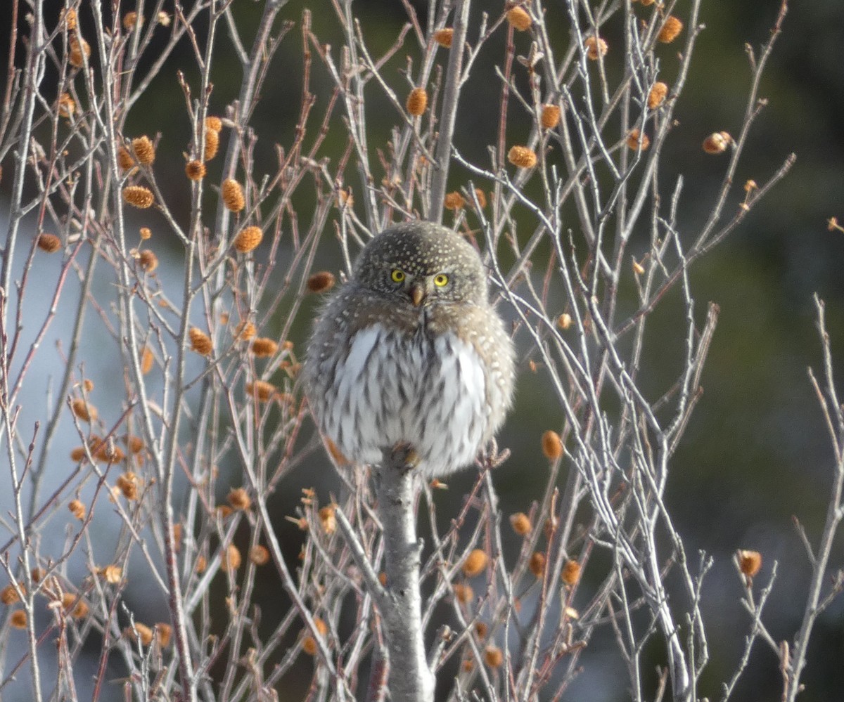 Northern Pygmy-Owl - ML519146201