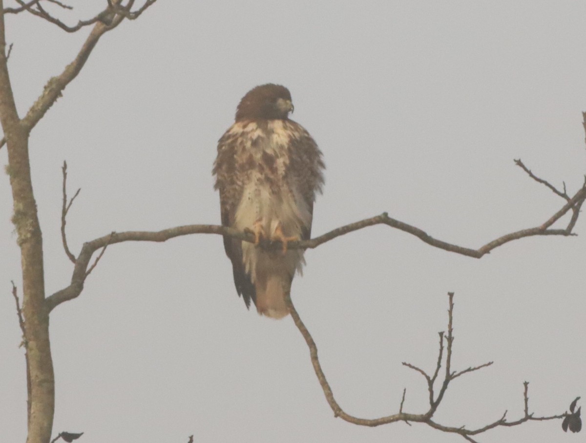 Red-tailed Hawk - ML519148751