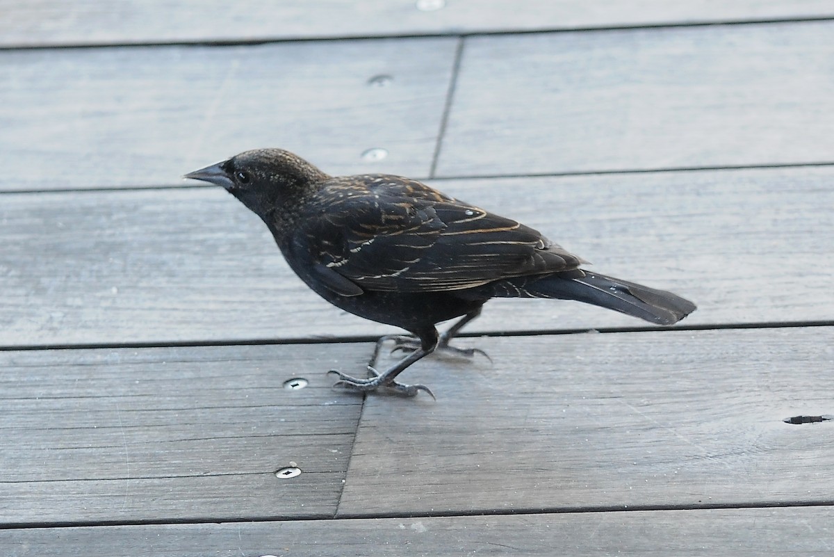 Red-winged Blackbird - ML51914961