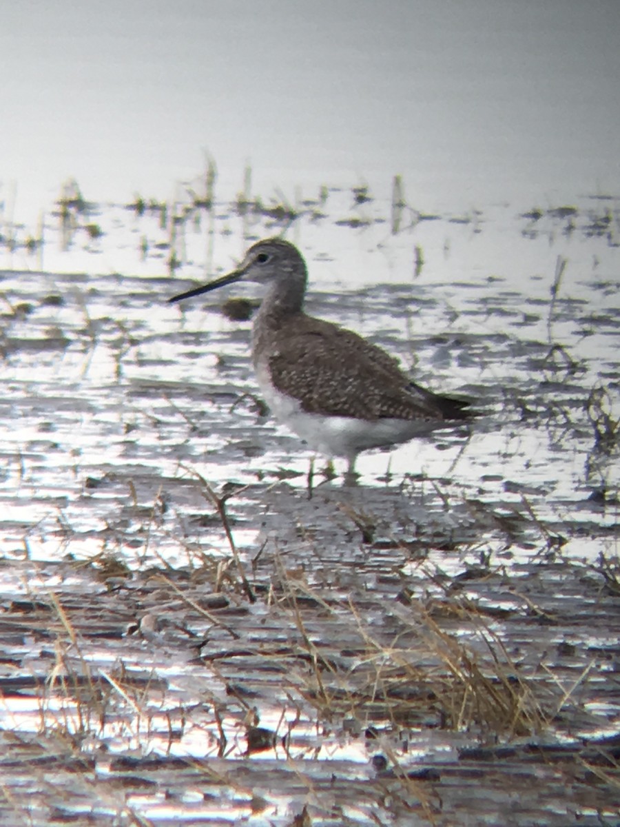 Greater Yellowlegs - ML51915001