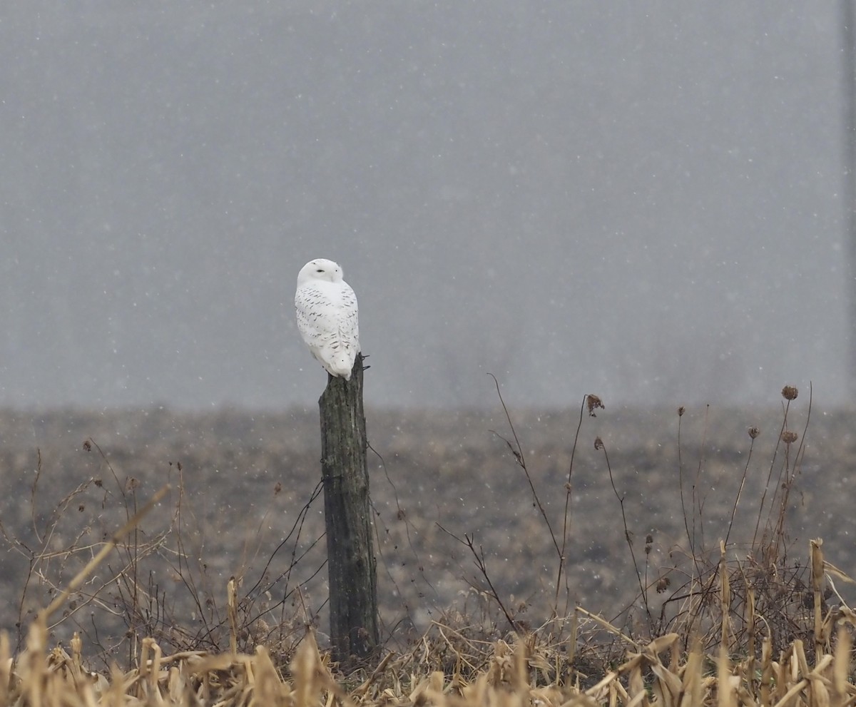 Snowy Owl - ML519150991