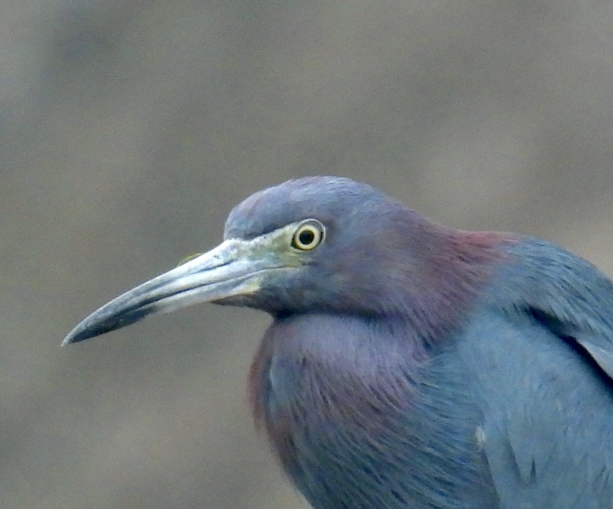 Little Blue Heron - Van Remsen