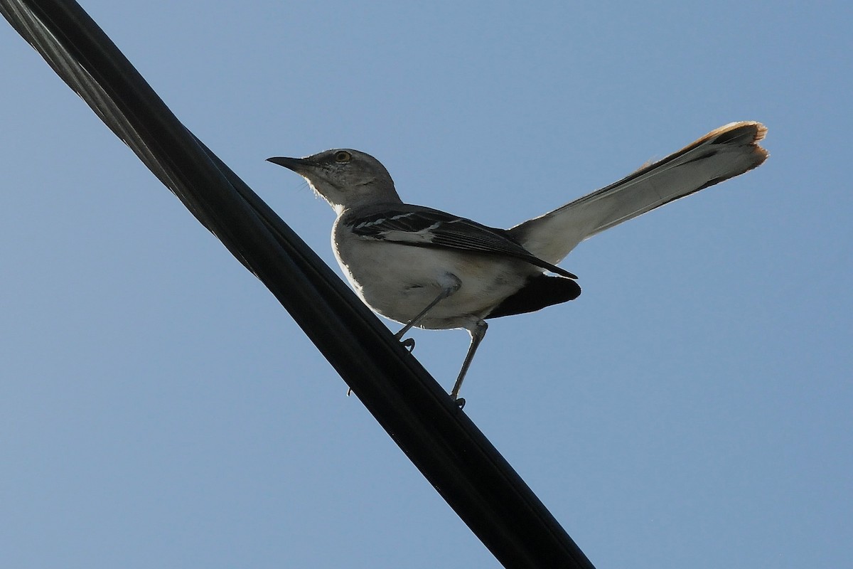 Northern Mockingbird - ML51915121