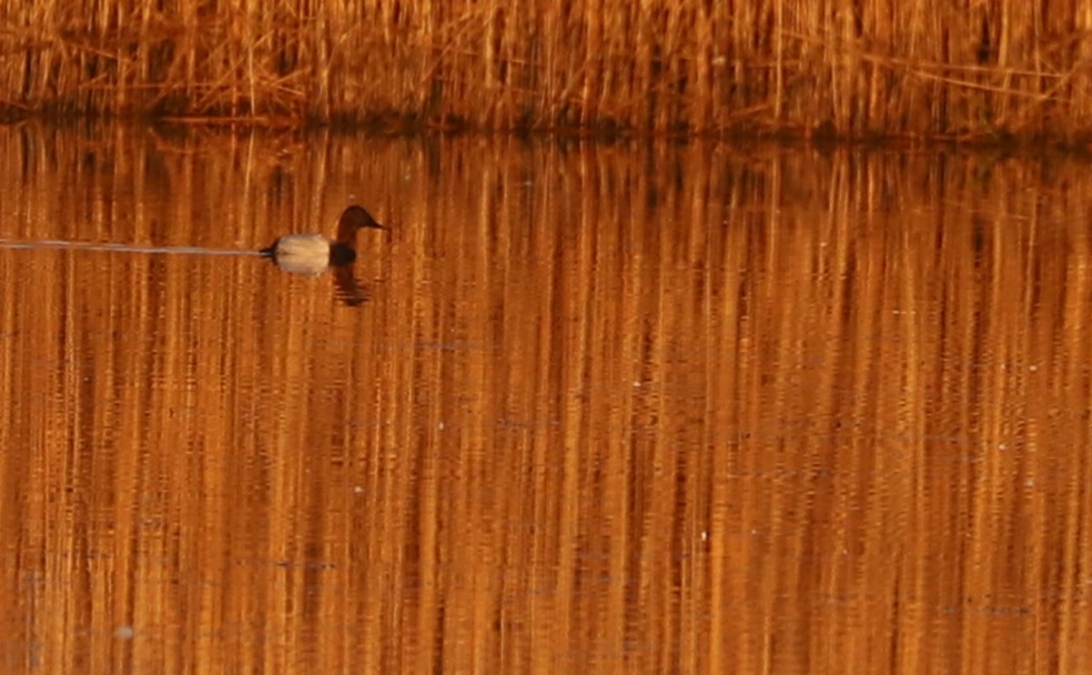 Fuligule à dos blanc - ML519152291