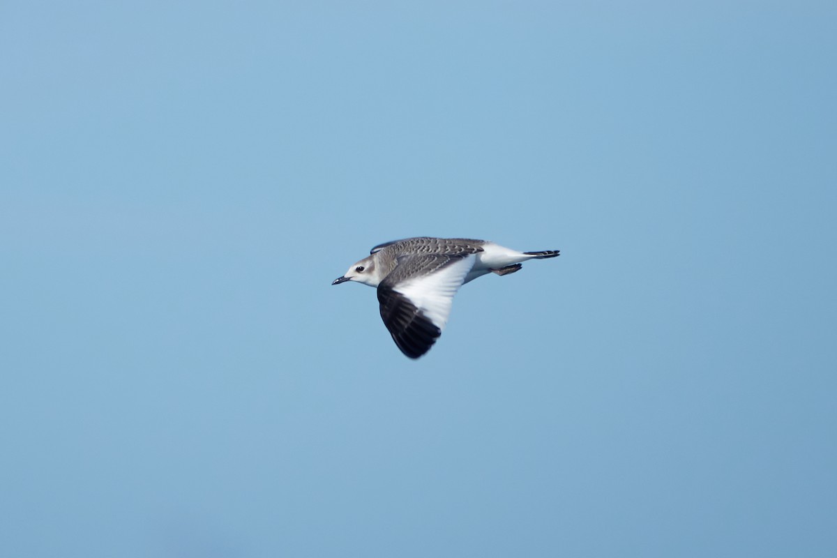 Sabine's Gull - Ryan Downey