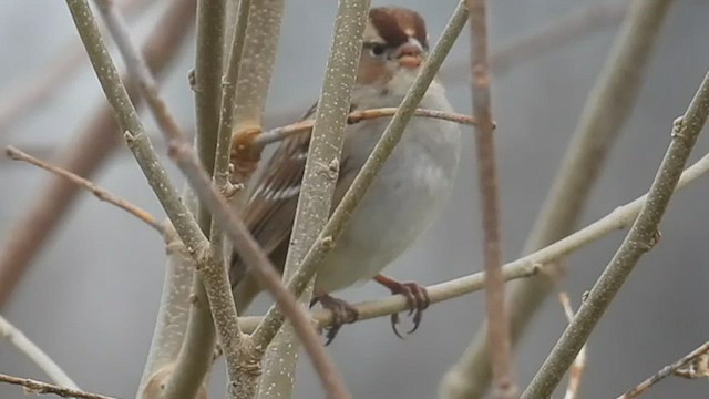 Bruant à couronne blanche - ML519153461