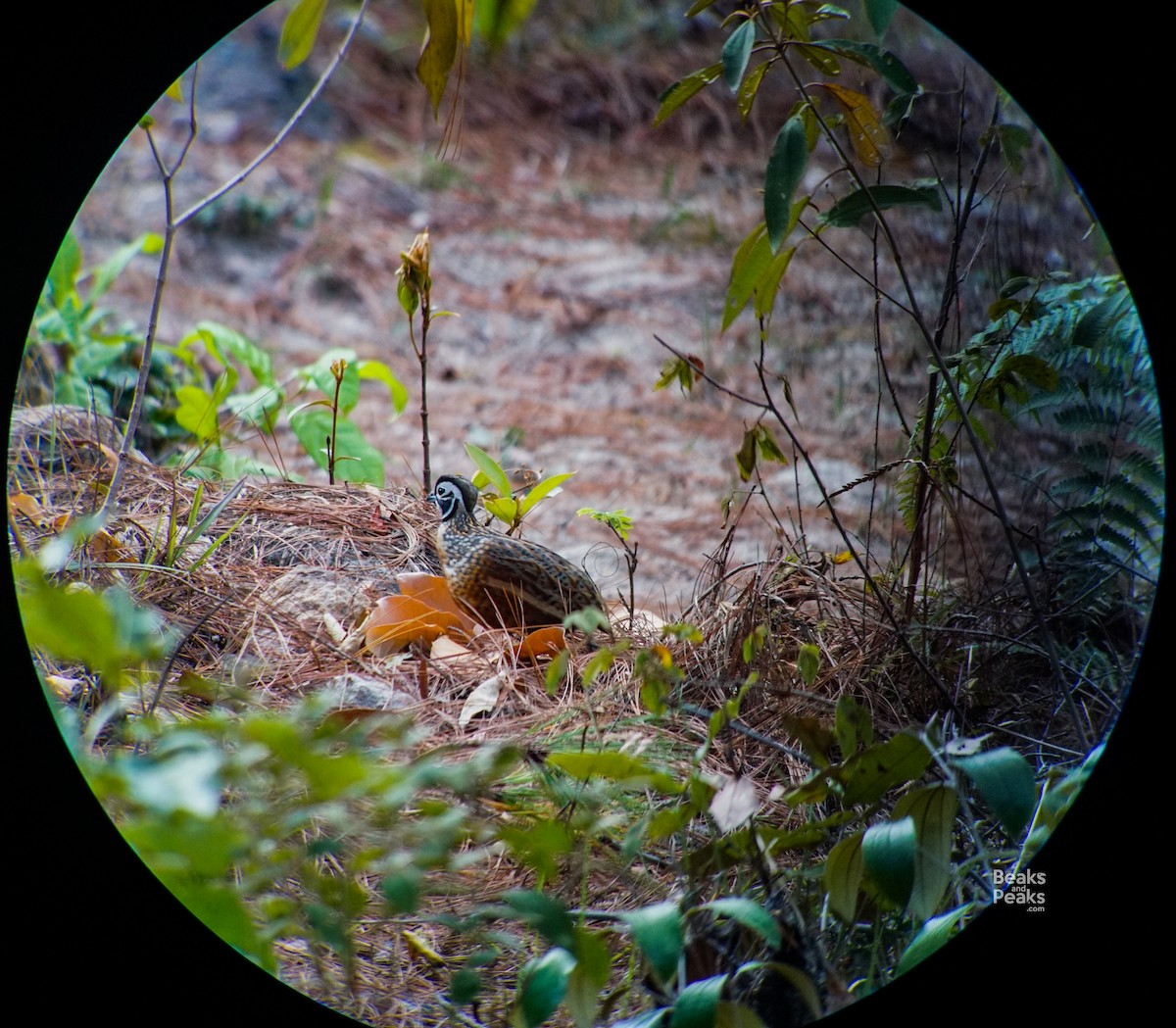 Ocellated Quail - William Orellana (Beaks and Peaks)