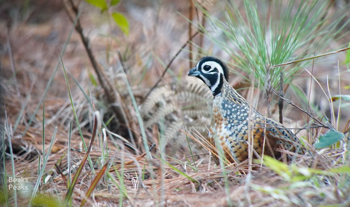 Ocellated Quail - William Orellana (Beaks and Peaks)