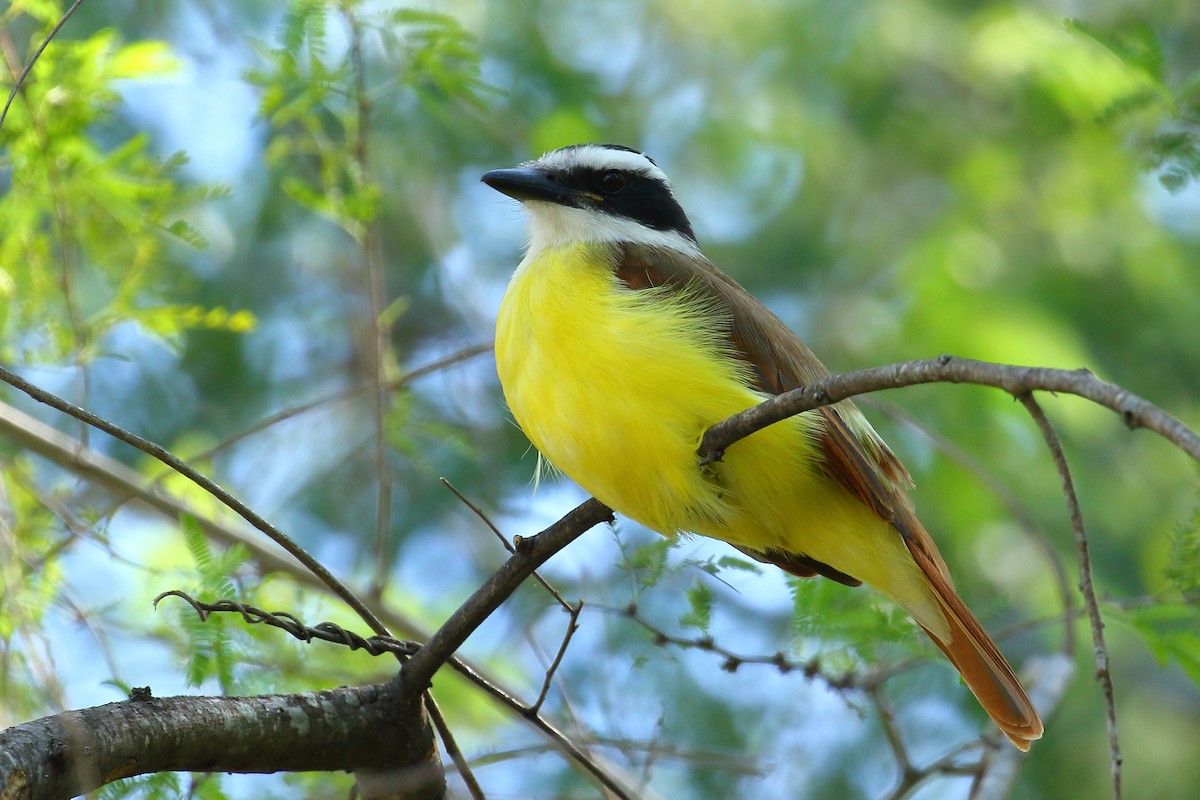 Great Kiskadee - ML519157471