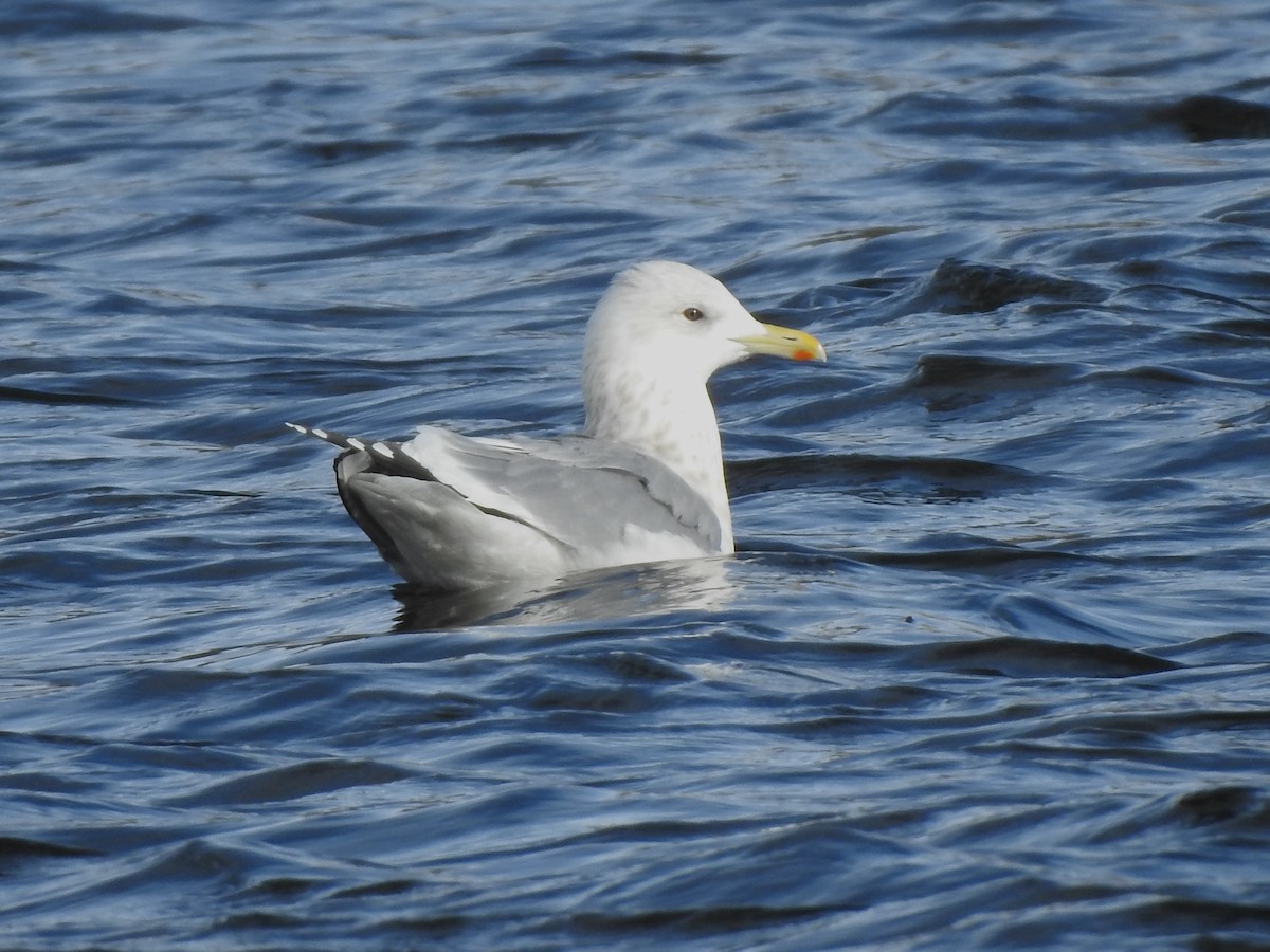 Iceland Gull (Thayer's) - ML519157571