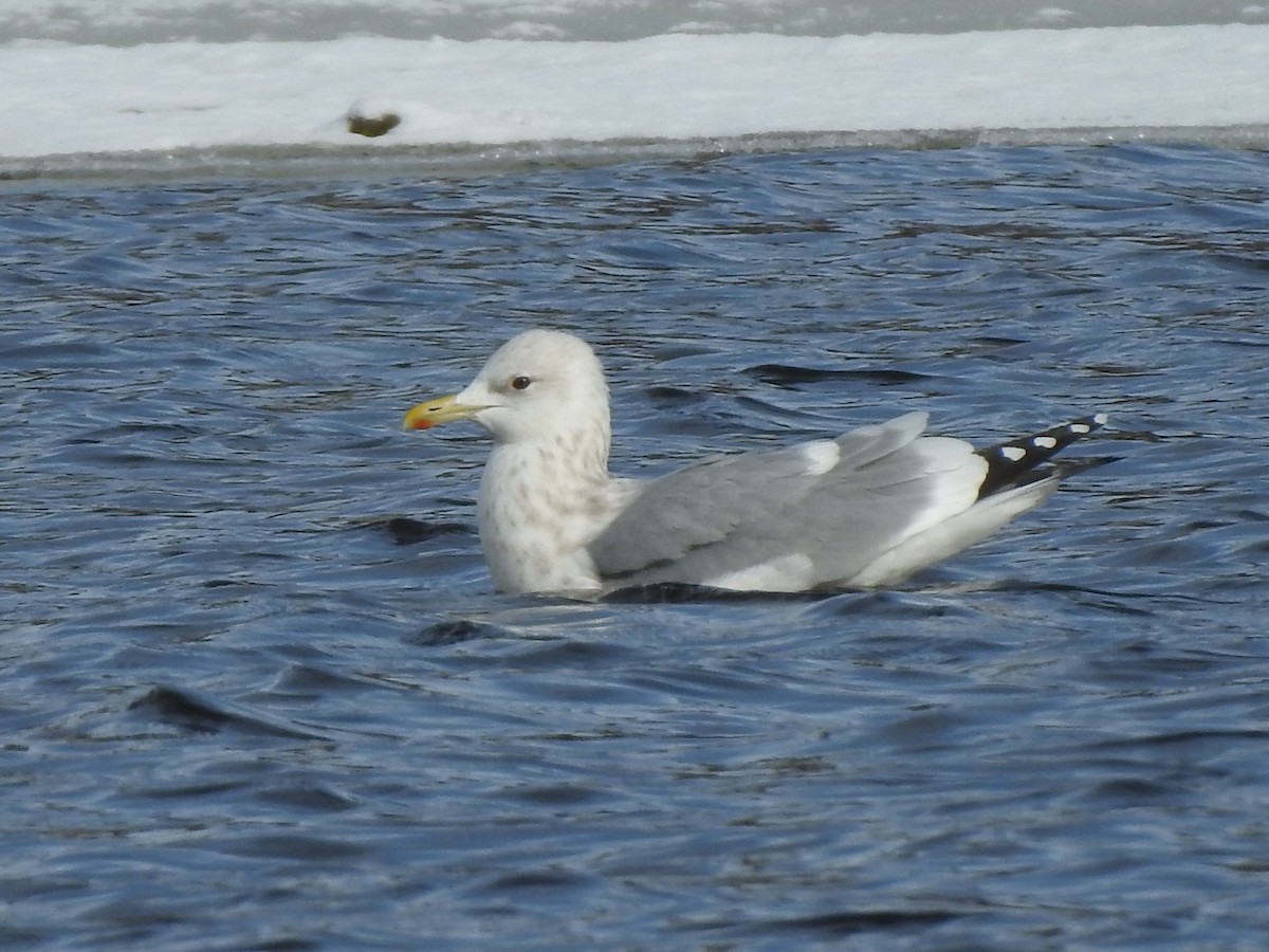 Iceland Gull (Thayer's) - ML519157671