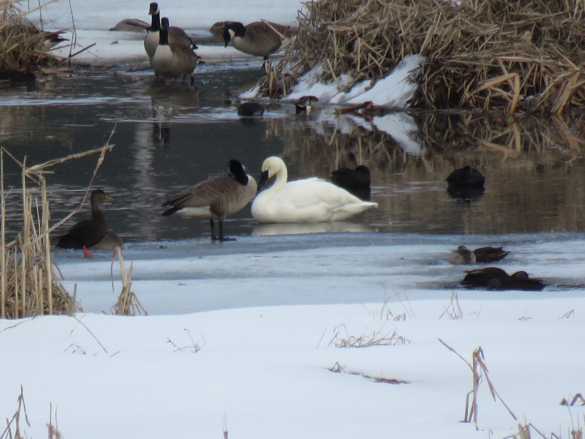 Trumpeter Swan - ML51915781