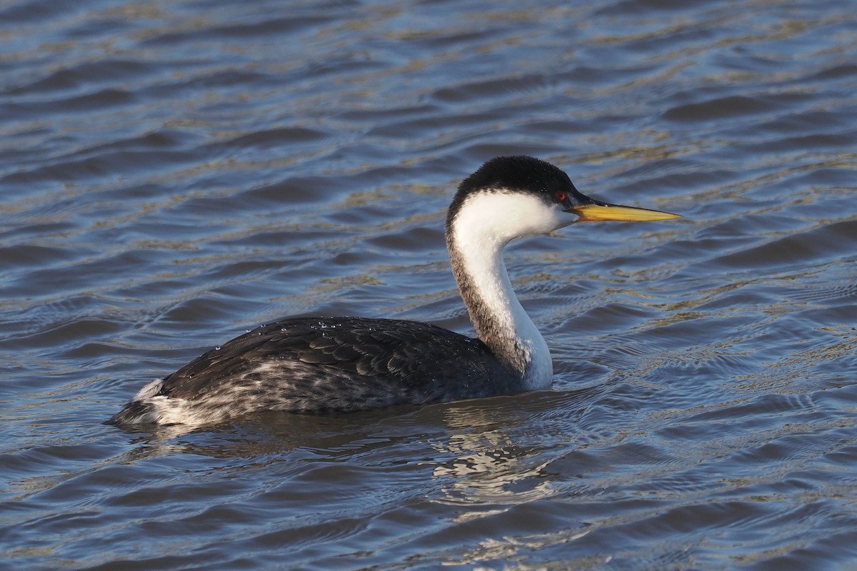 Western Grebe - Donna Pomeroy