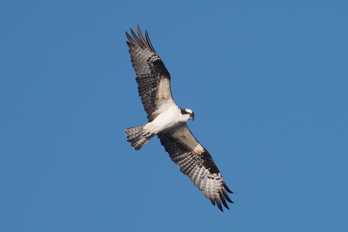 Osprey - Donna Pomeroy