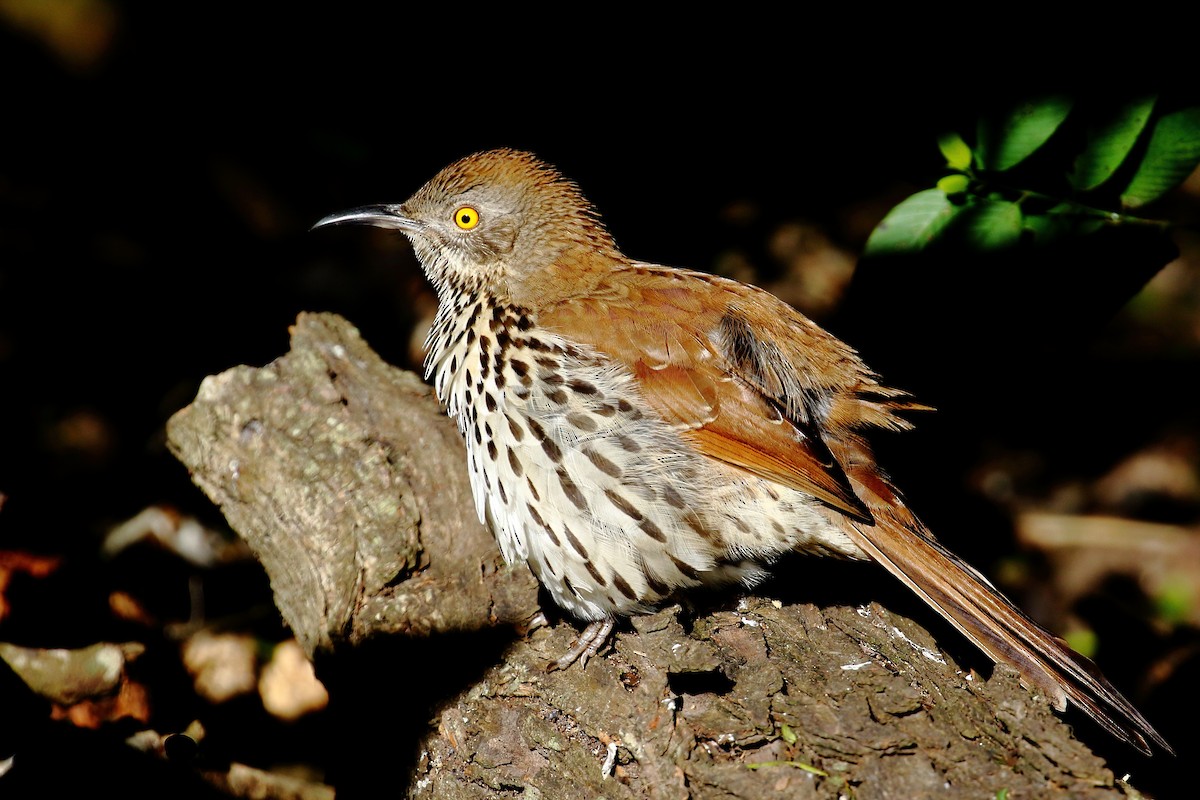 drozdec dlouhozobý - ML519162711