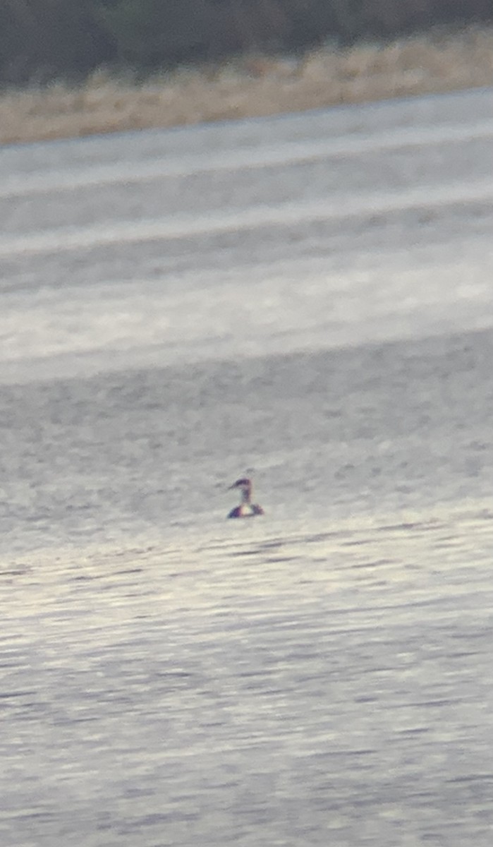 Red-necked Grebe - ML519163091