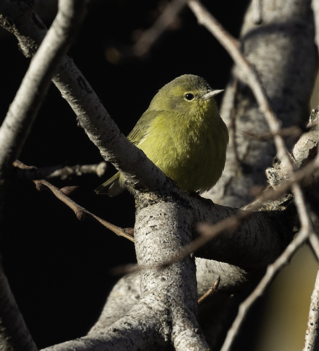 Orange-crowned Warbler - ML519163721