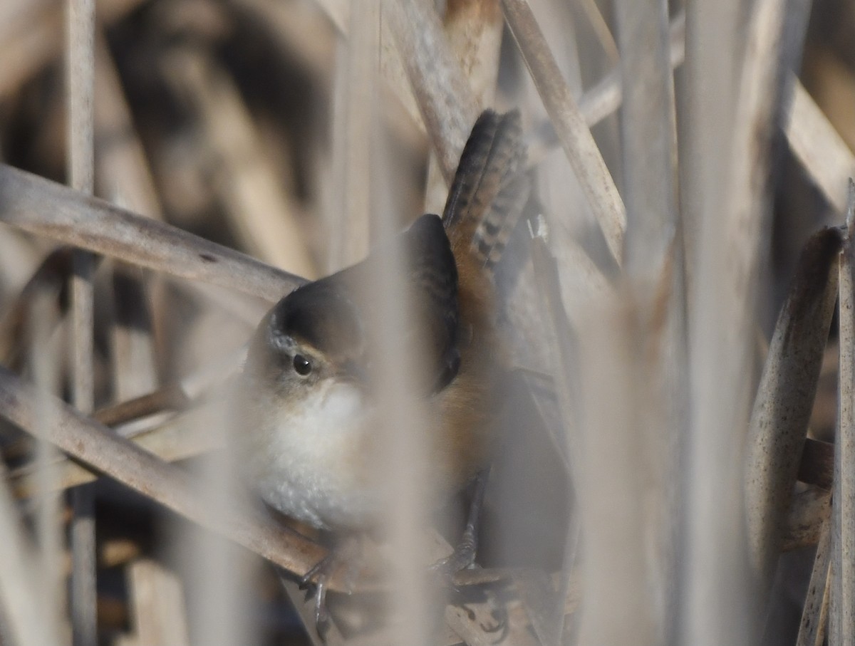 Marsh Wren - ML519164391