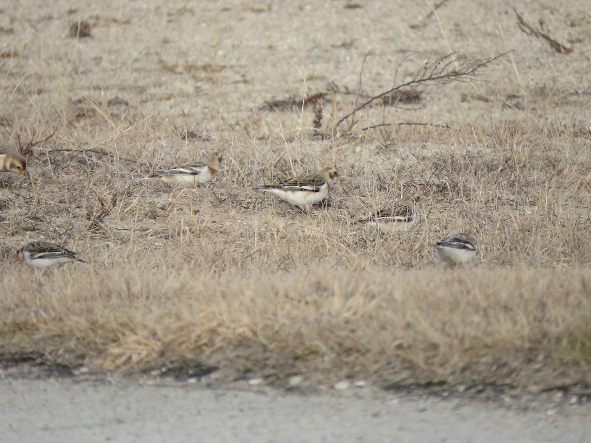 Snow Bunting - ML519164661