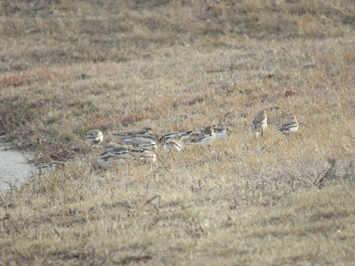 Snow Bunting - ML519164941