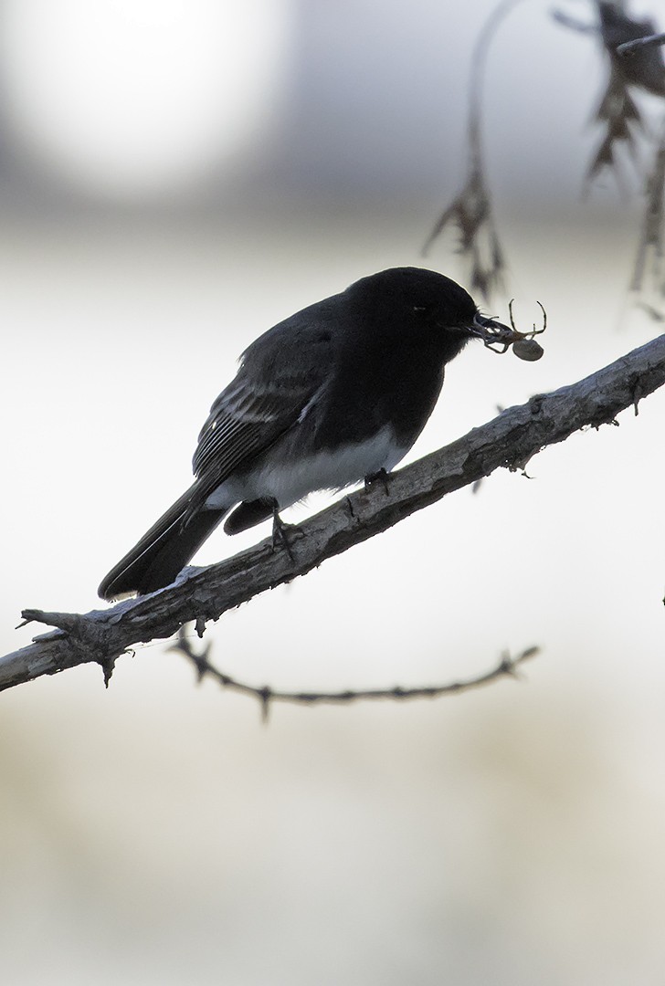 Black Phoebe - ML519165041