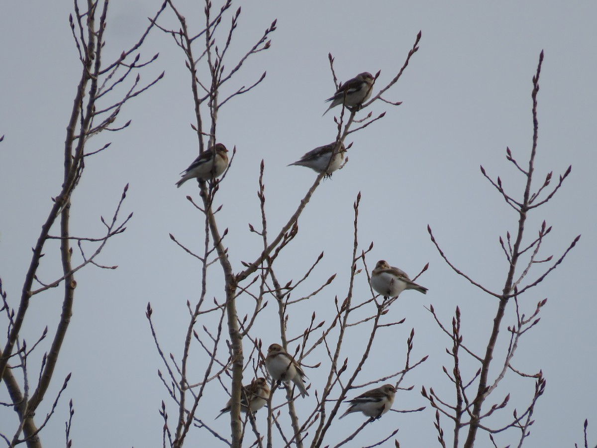 Snow Bunting - Becca Nelson