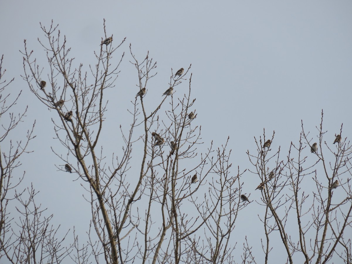 sněhule severní - ML519165291