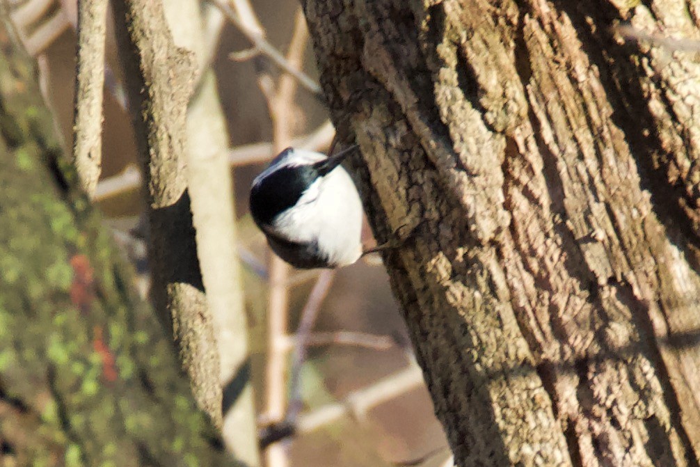 White-breasted Nuthatch - ML519165581