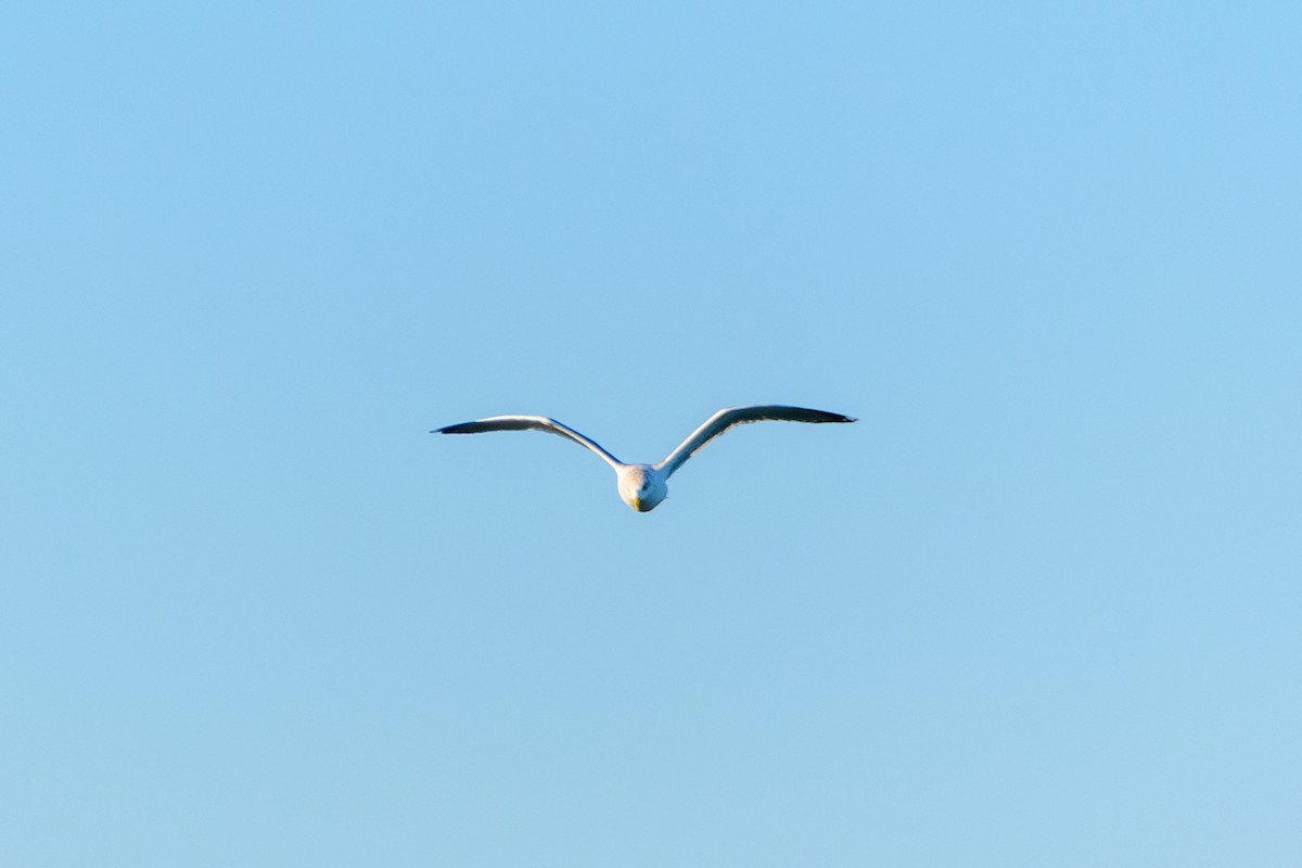 Ring-billed Gull - ML519165651