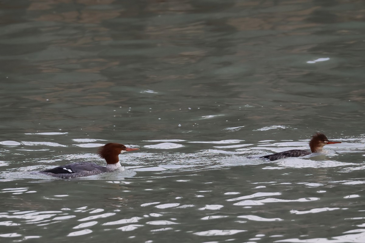 Common Merganser - ML519166071