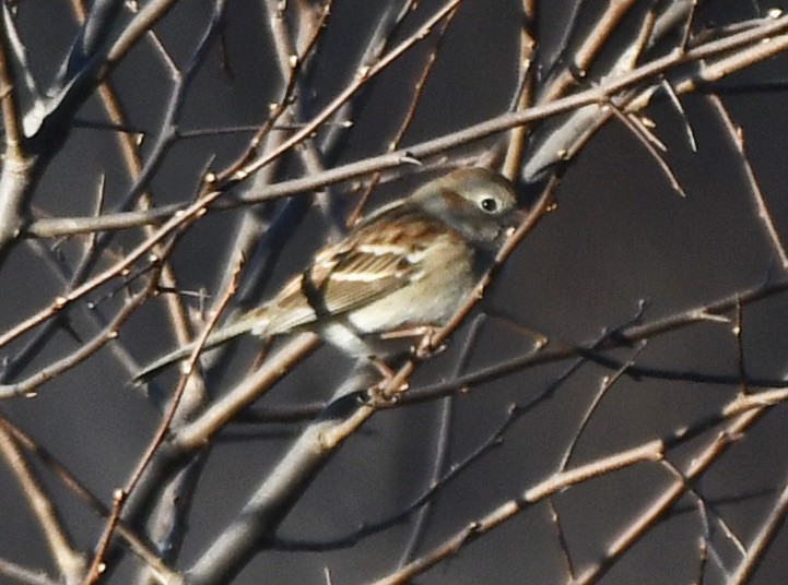 Field Sparrow - ML519166481