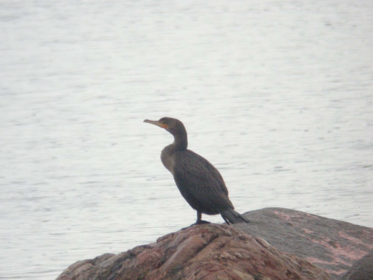 Double-crested Cormorant - ML519166811