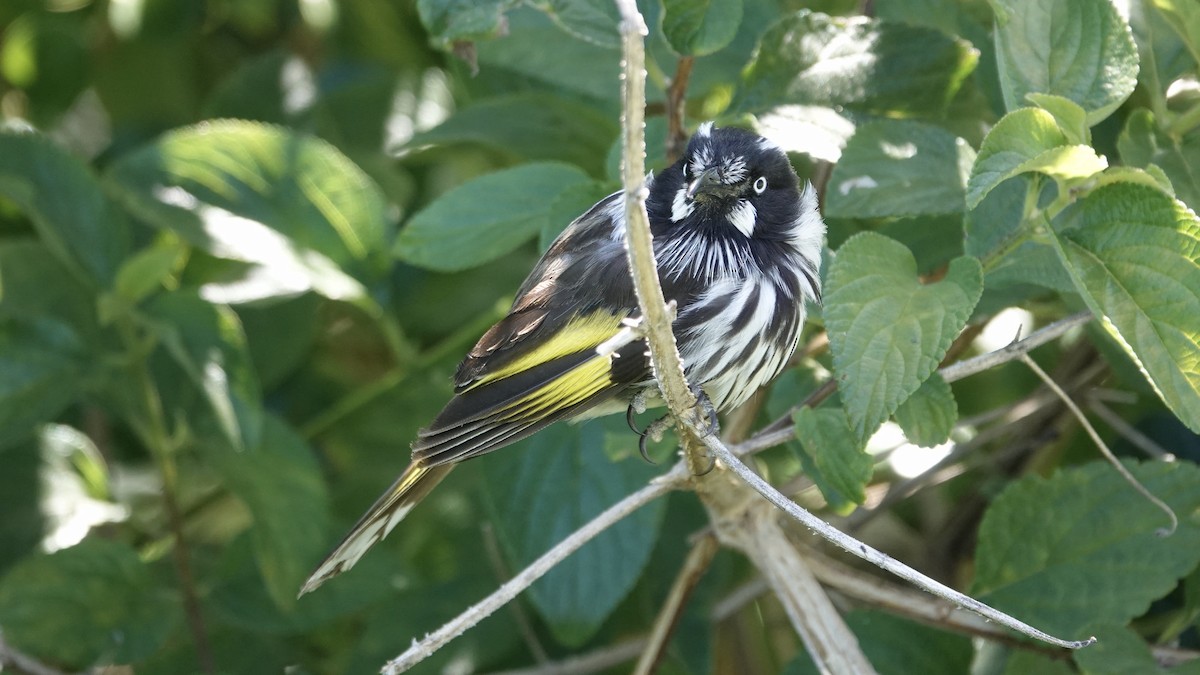 New Holland Honeyeater - Quentin Brown