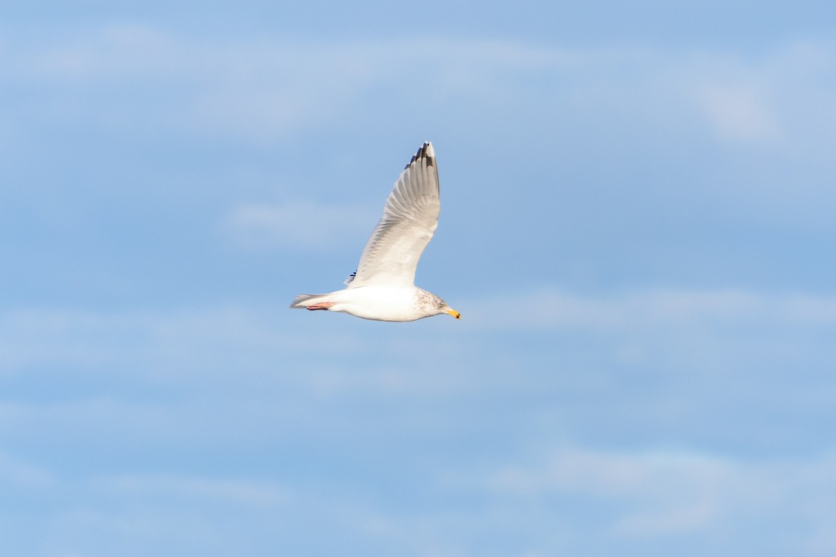 Ring-billed Gull - ML519166951