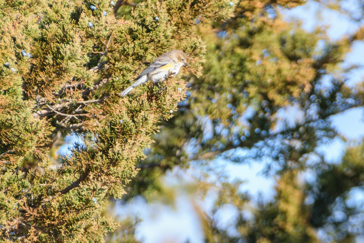 Yellow-rumped Warbler - ML519167431