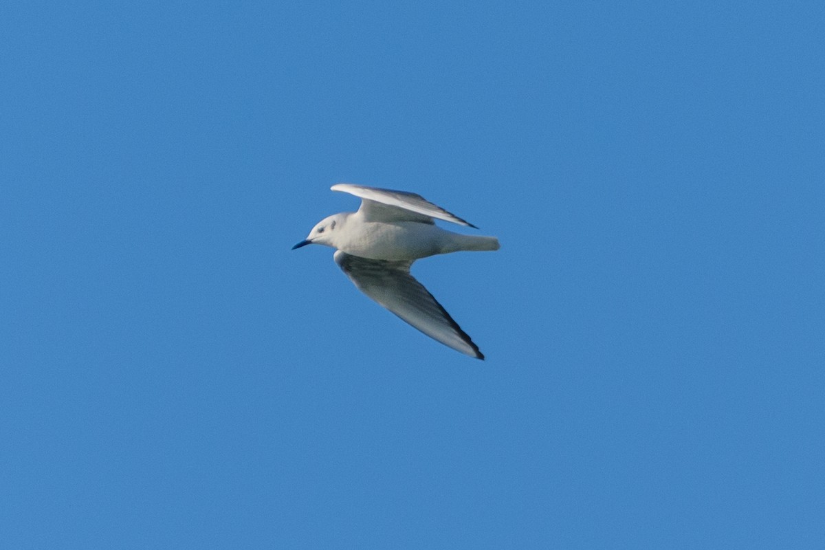 Bonaparte's Gull - ML519168331