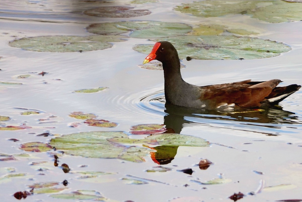 Common Gallinule - ML519168461