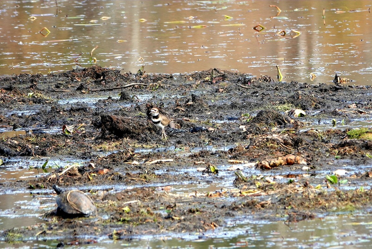 Killdeer - ML519168741