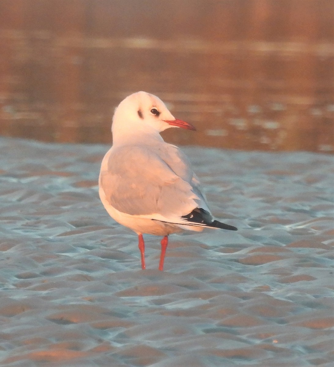 Mouette rieuse - ML519168821