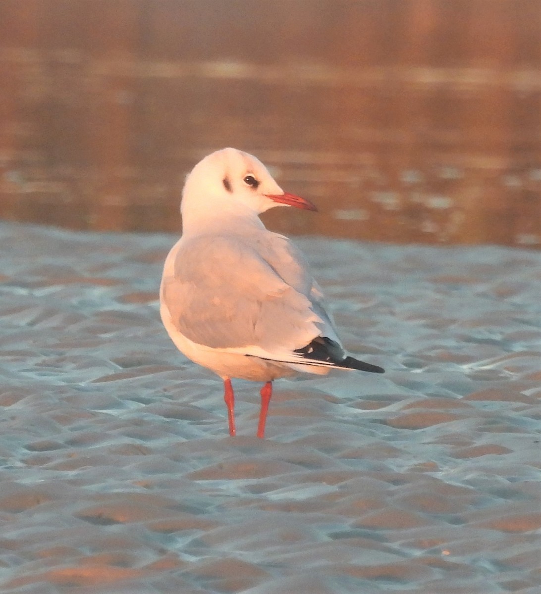 Black-headed Gull - ML519168821