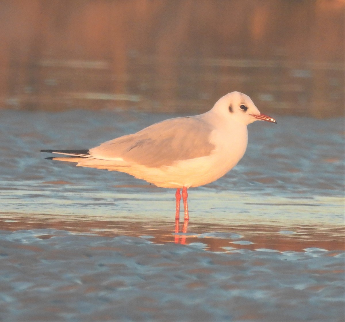 Black-headed Gull - ML519168961