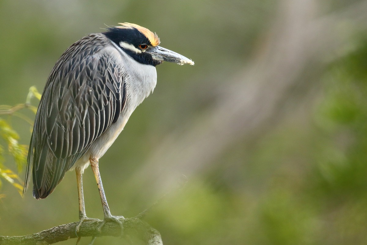 kvakoš žlutočelý - ML519169141