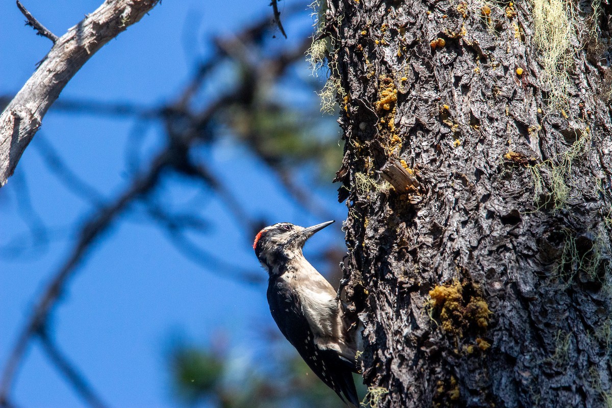 Hairy Woodpecker - ML519169481