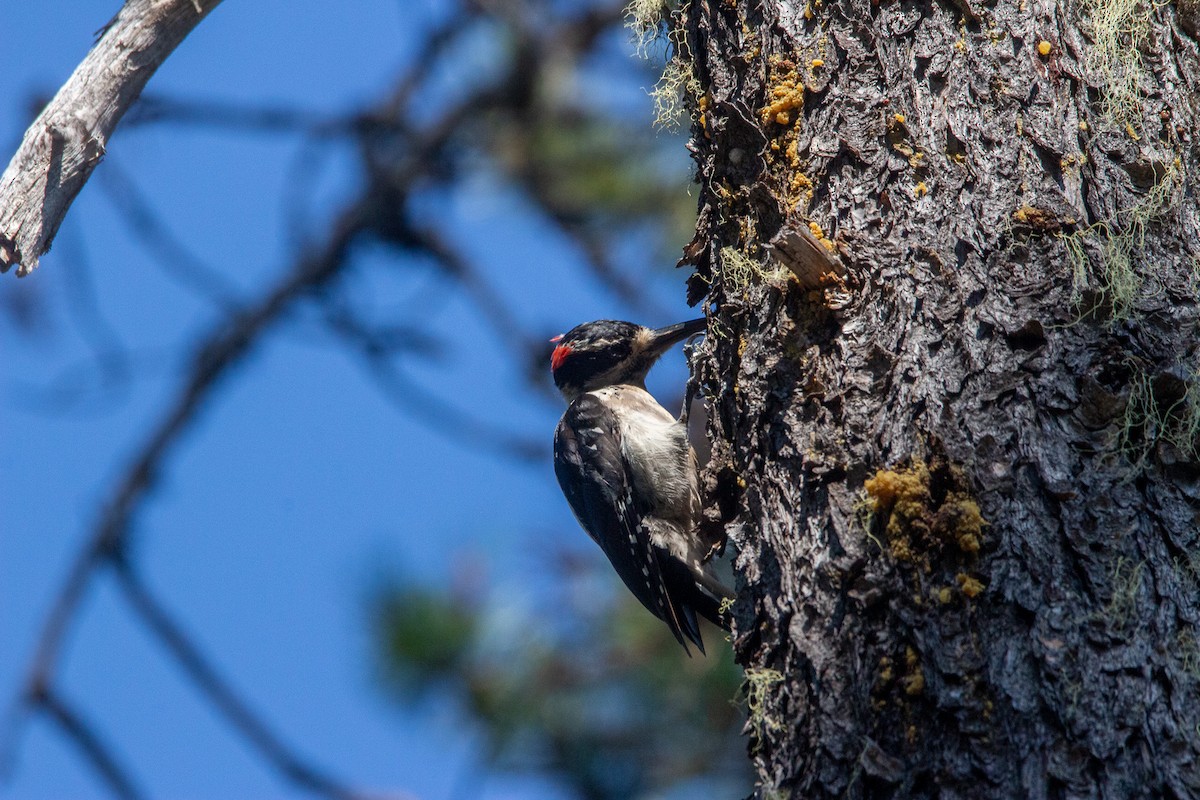 Hairy Woodpecker - ML519169491