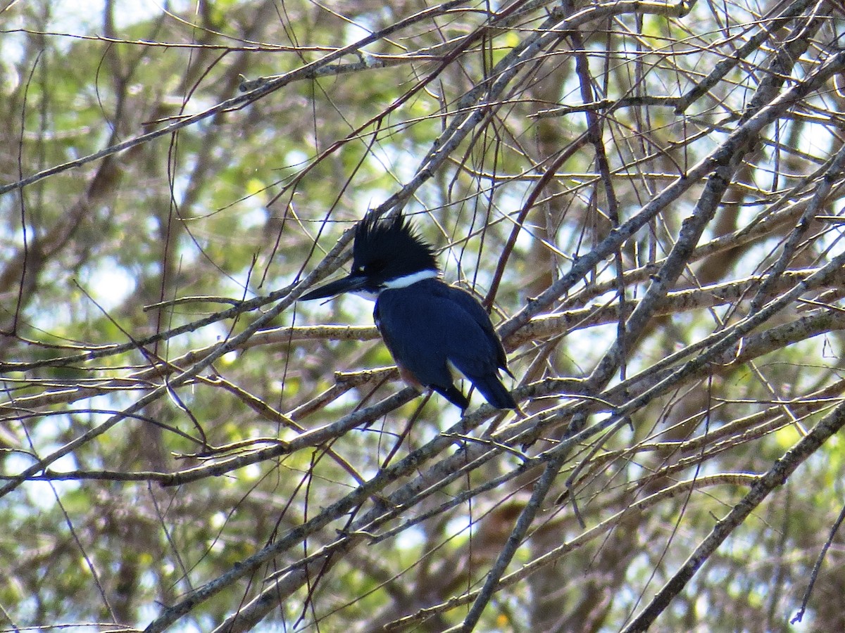 Belted Kingfisher - ML51917061