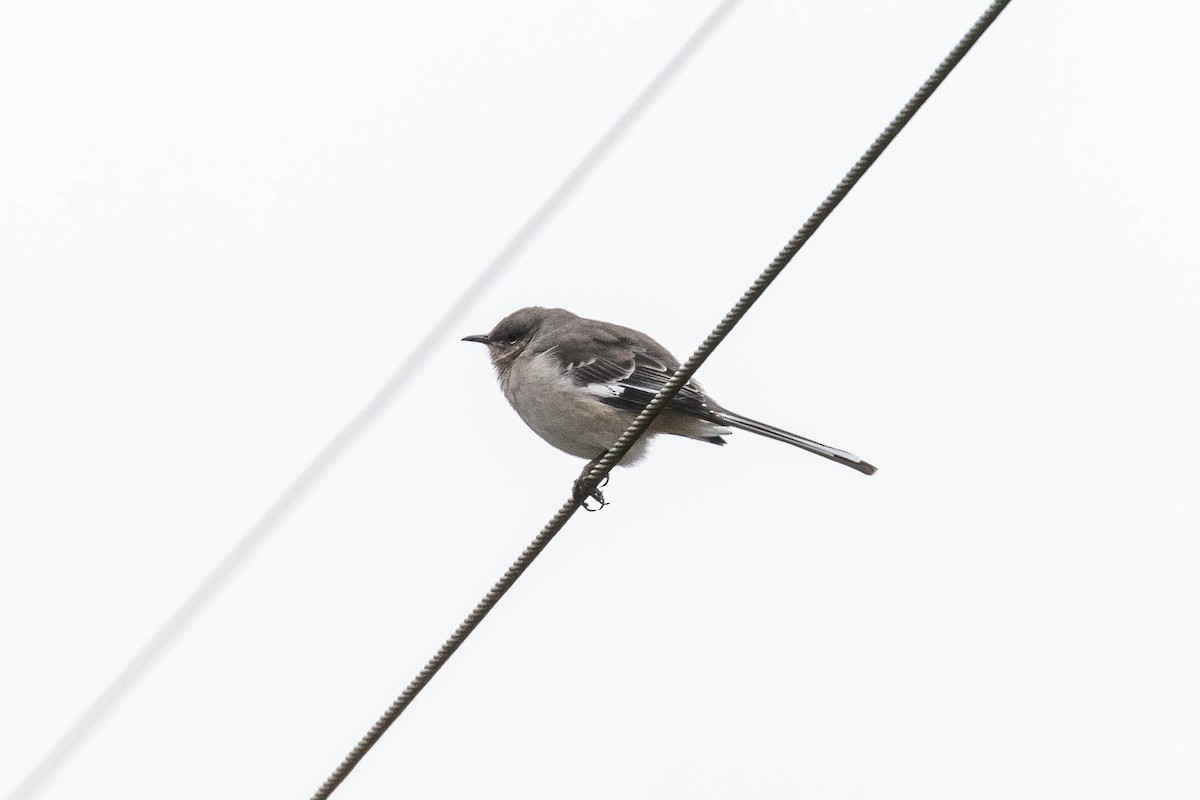 Northern Mockingbird - Skip Russell